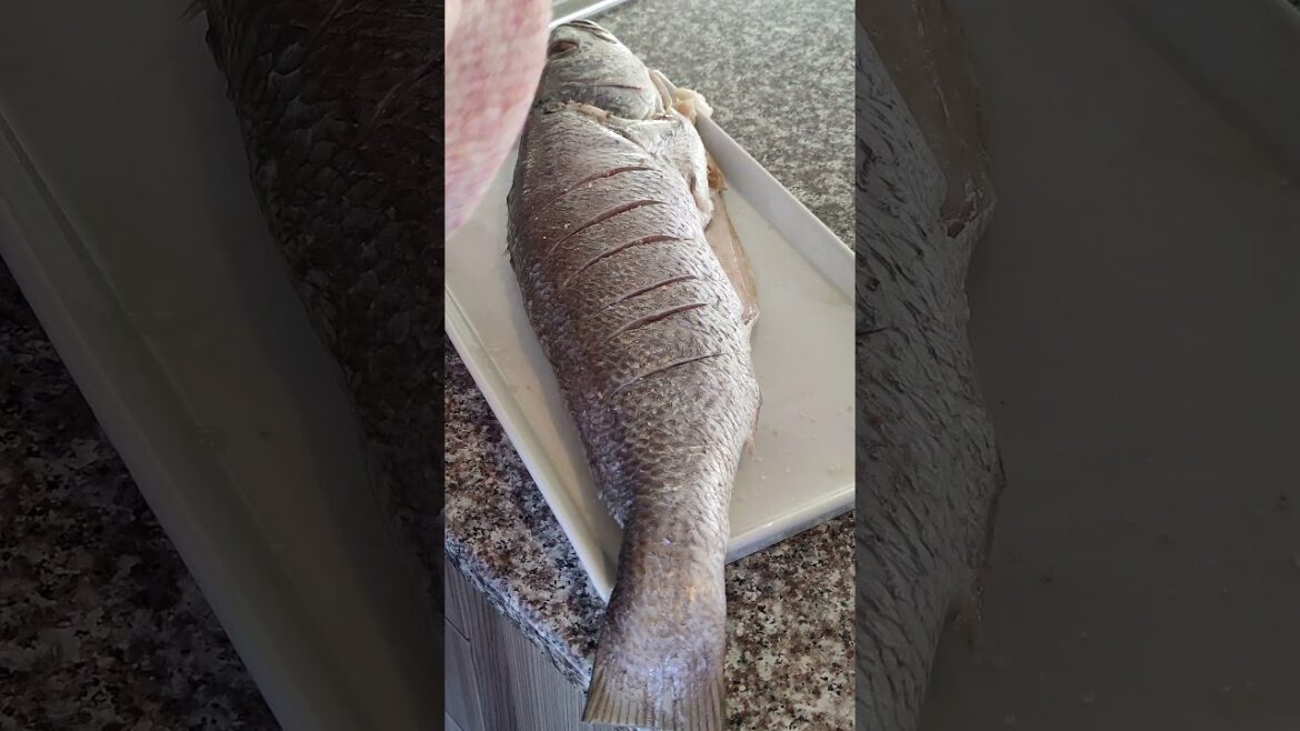 Let’s BRAAI Fish fam | Kabeljou Fish | #bbq #braai #shortsafrica Let's BRAAI Fish fam | Kabeljou Fish | #bbq #braai #shortsafrica