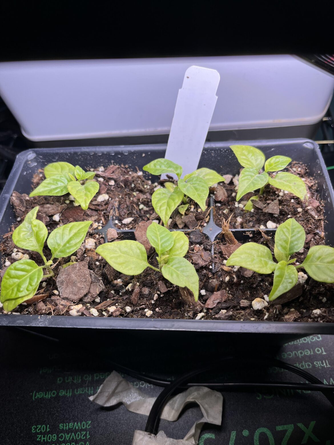 Got some lil baby reapers