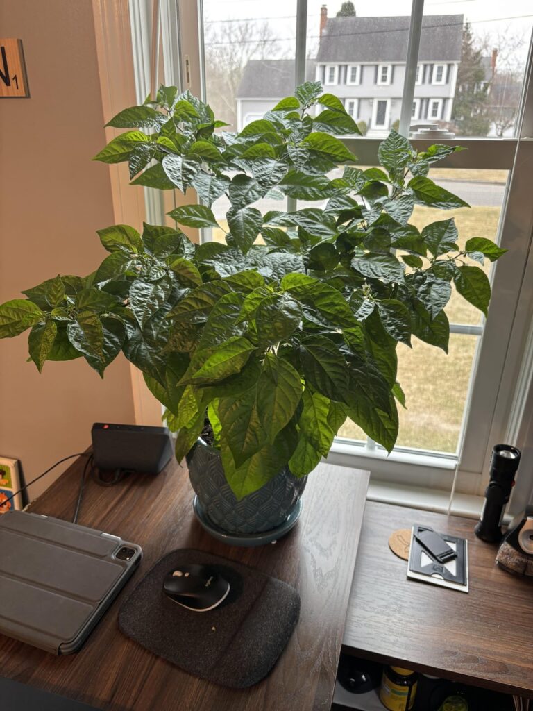 Reaper dropping flowers Reaper dropping flowers