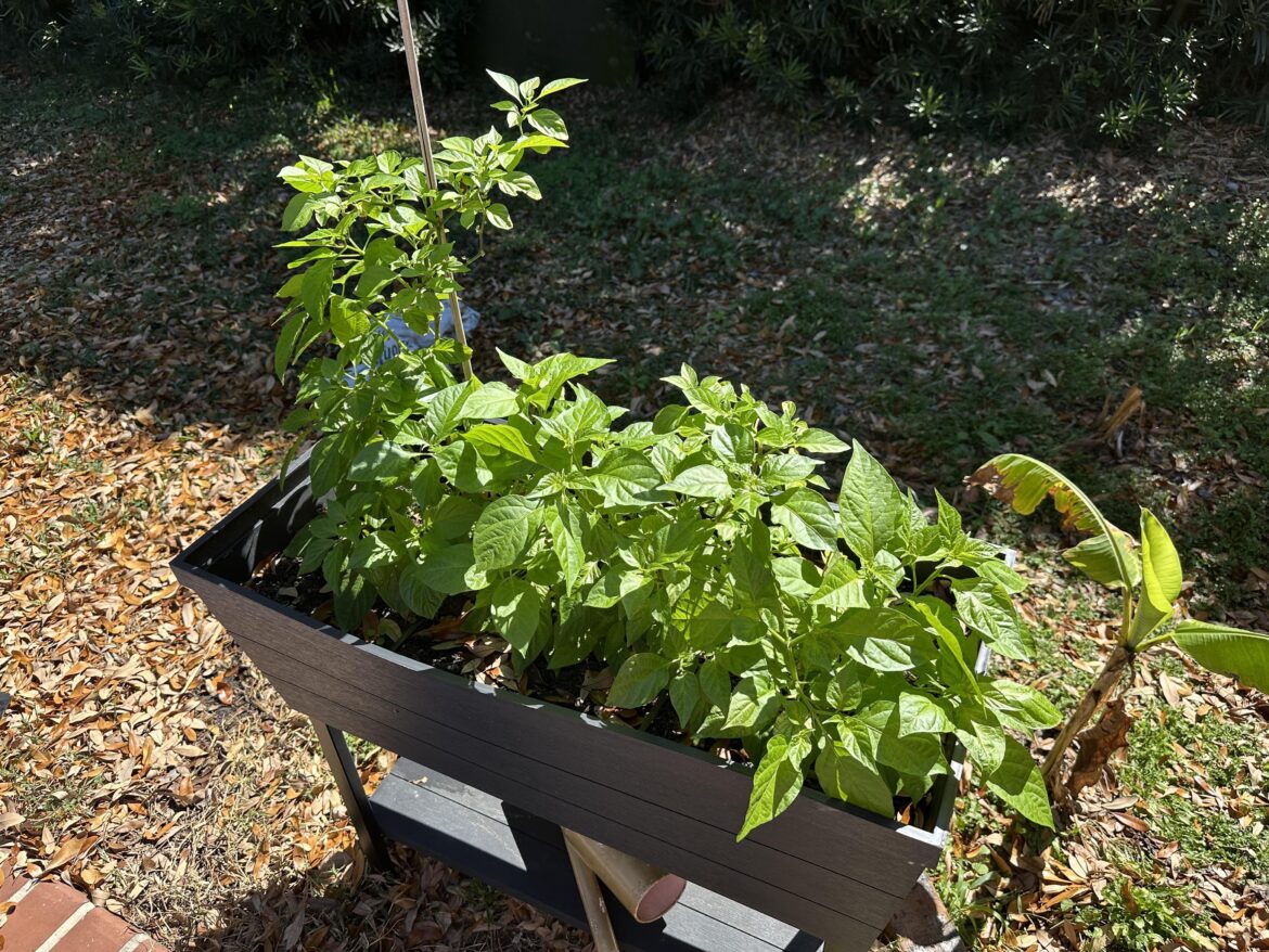 My Ghost pepper plants.