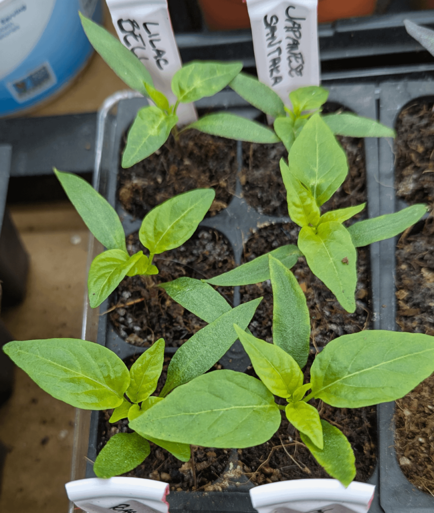 When to pot up, + pot size and fertilizer Qs When to pot up, + pot size and fertilizer Qs