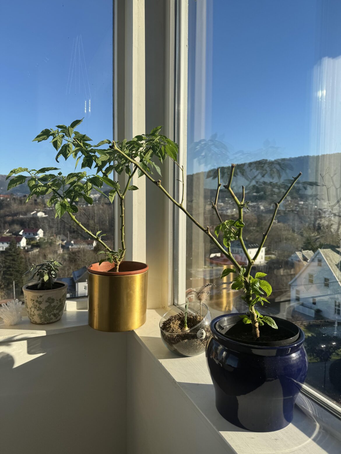 They survived the winter☀️ They survived the winter☀️