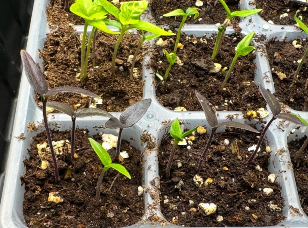 Orange Gator Jigsaw Orange Gator Jigsaw