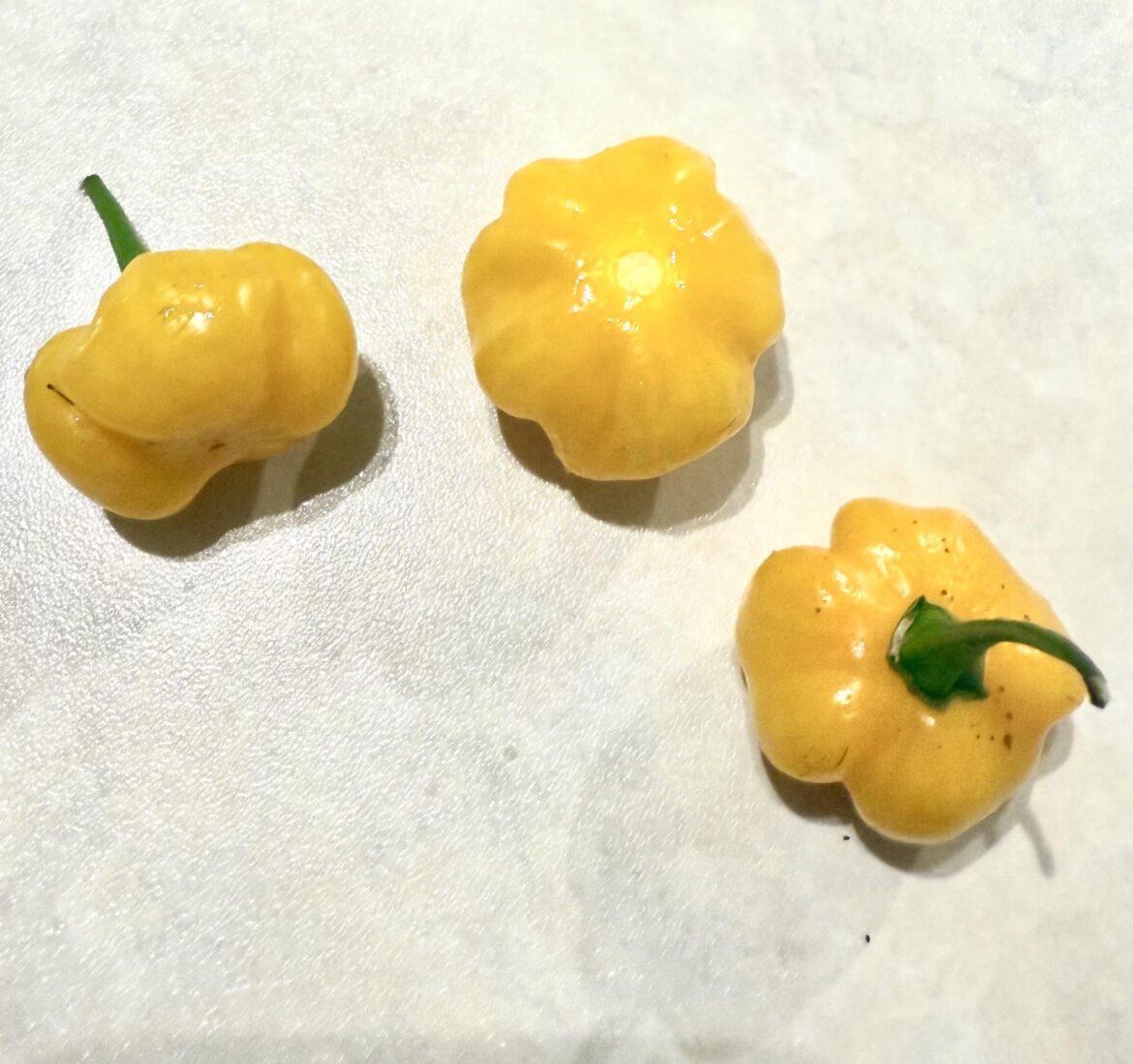 ID on these? Think it may be yellow scotch bonnet