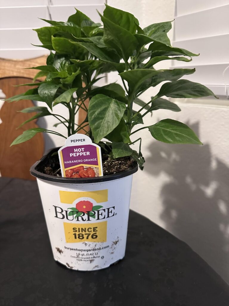 Bought my first hot pepper plant last night!