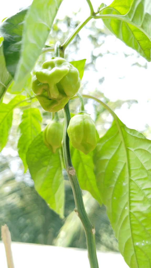 What is this variety