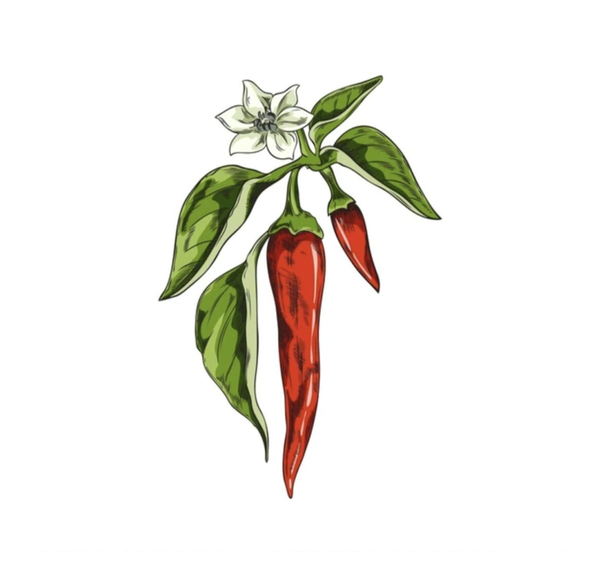 Growing cayenne pepper seedlings Growing cayenne pepper seedlings