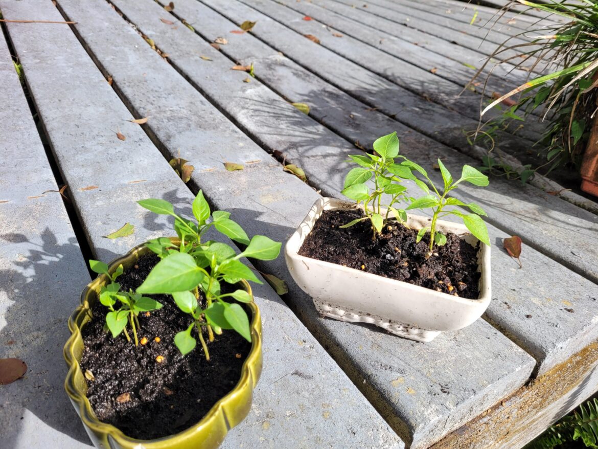 I planted some jalapeño seeds from a Publix jalapeño and I have no idea what I'm doing. Any tips?