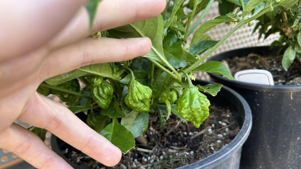 Overwintered super hots. Victoria, Australia