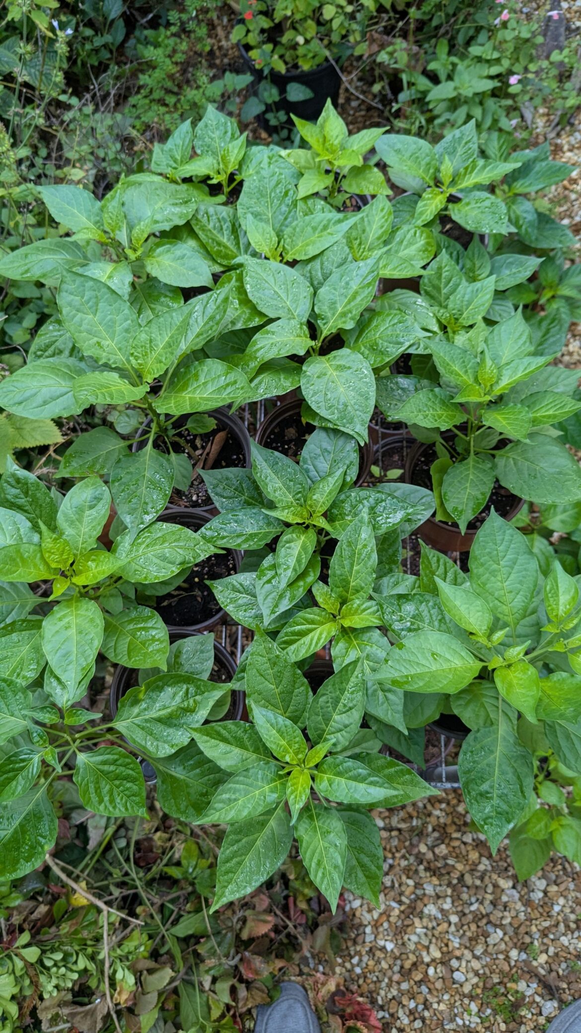 Peppers really doing well right now.