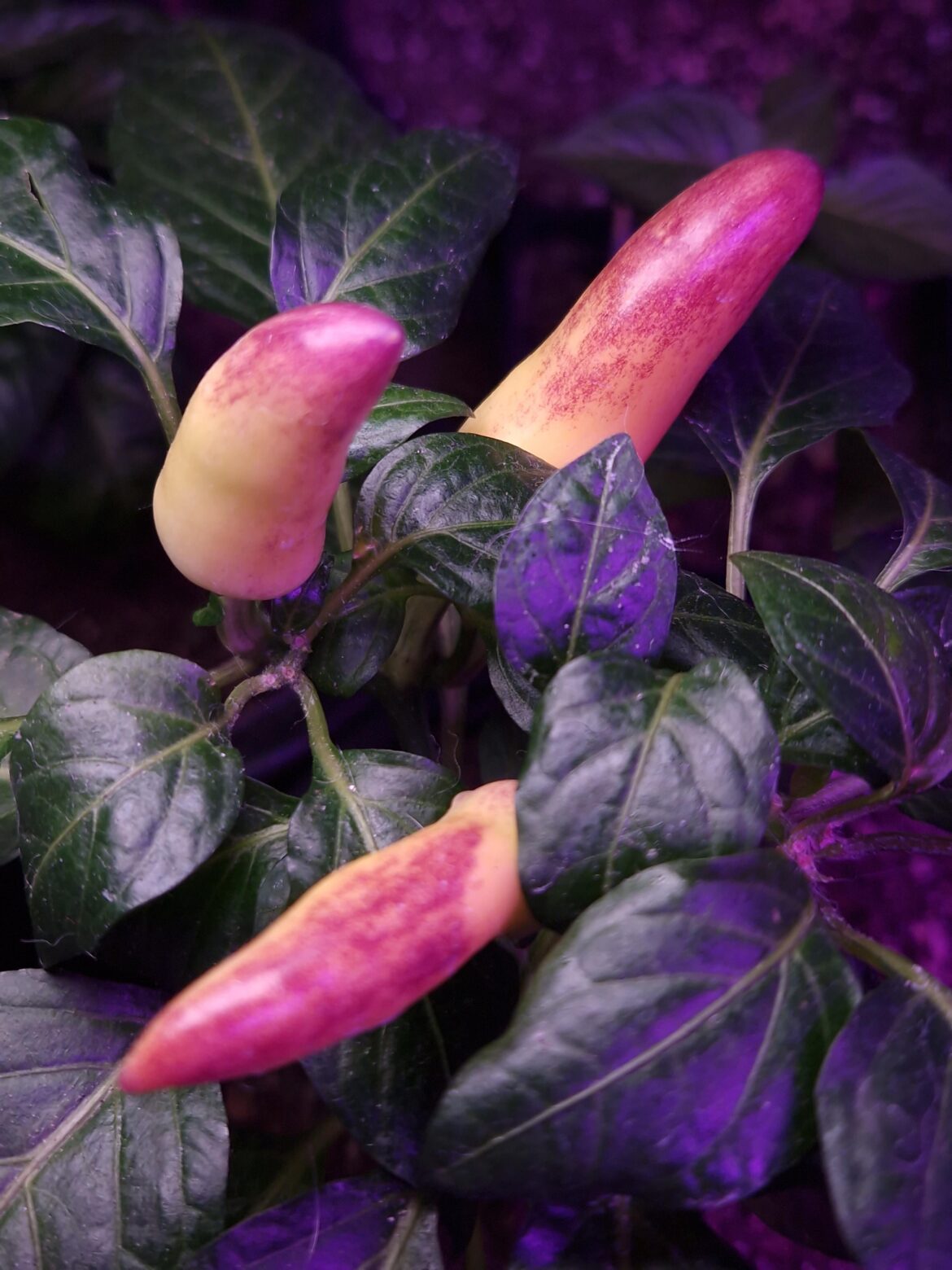 Peppers ripening very slow