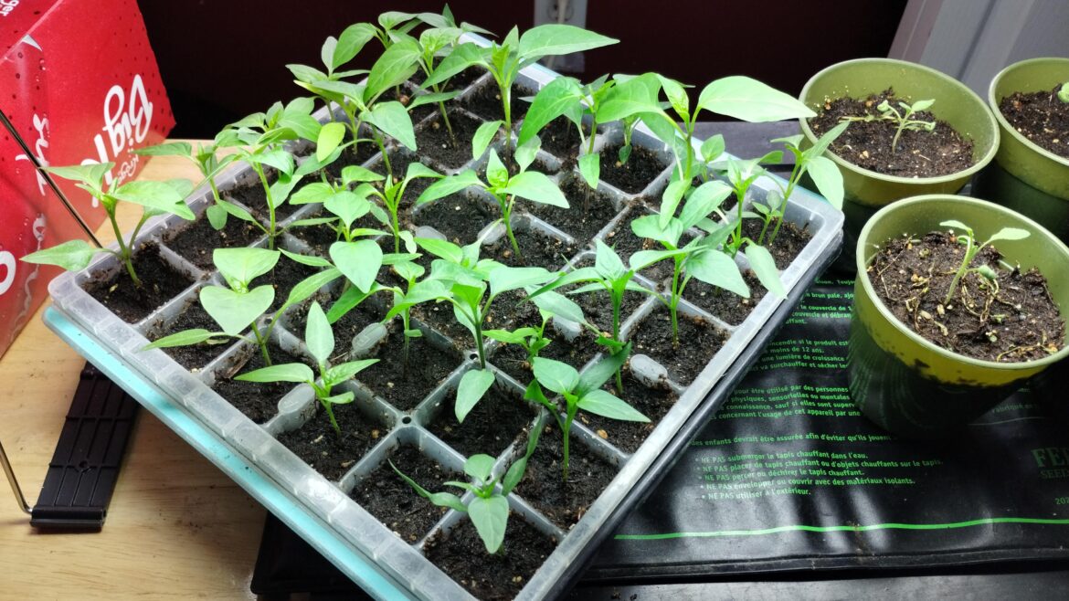 I might have jumped the gun