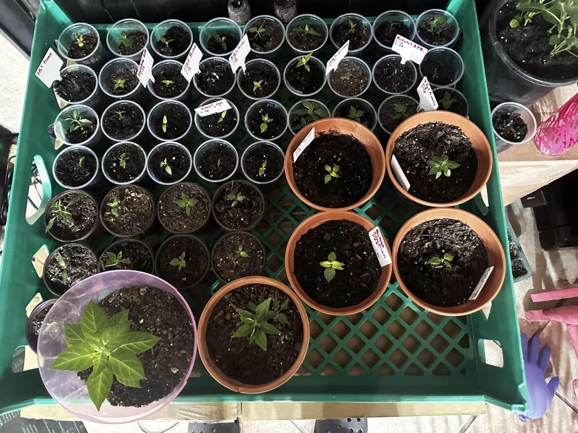 I think I over did it