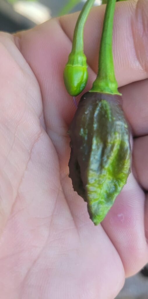 Fox Purple Ghost Gnarly Ruby