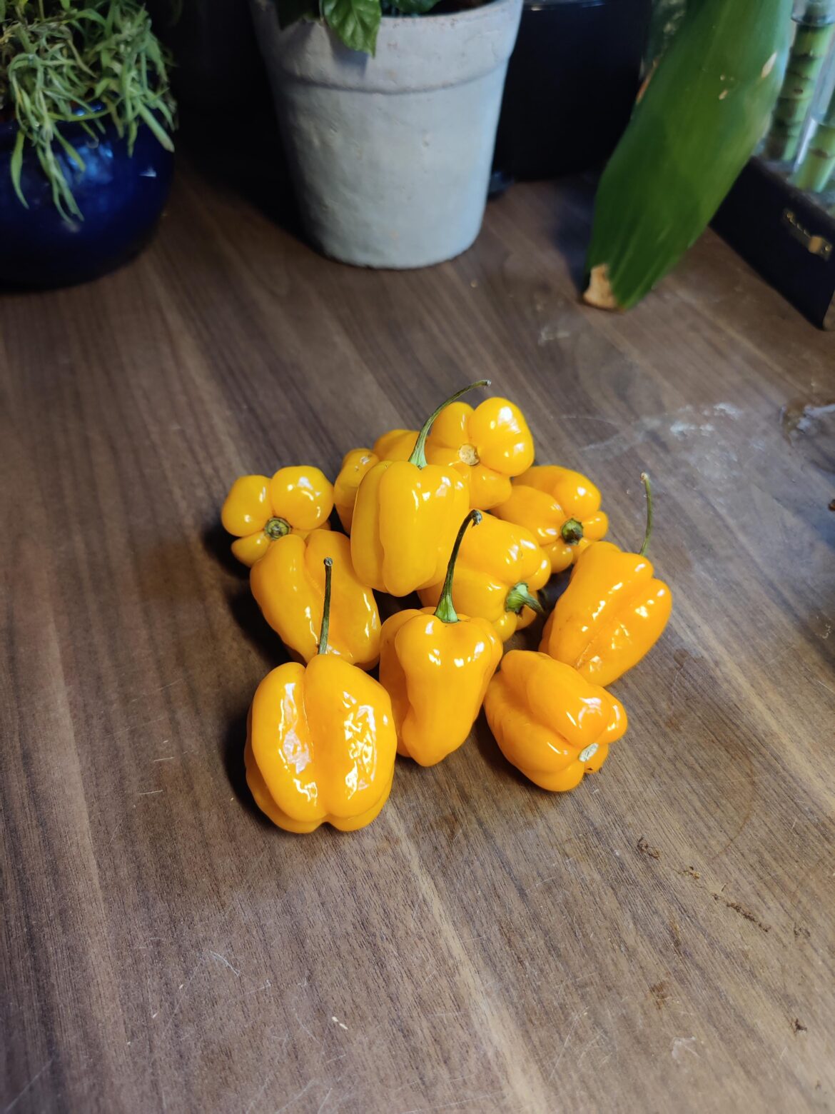 Just made a hot sauce of these.. They bite!