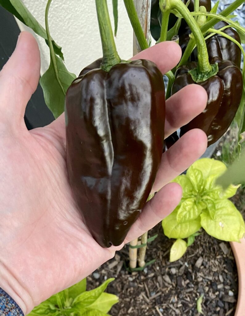 How big should Poblanos get?
