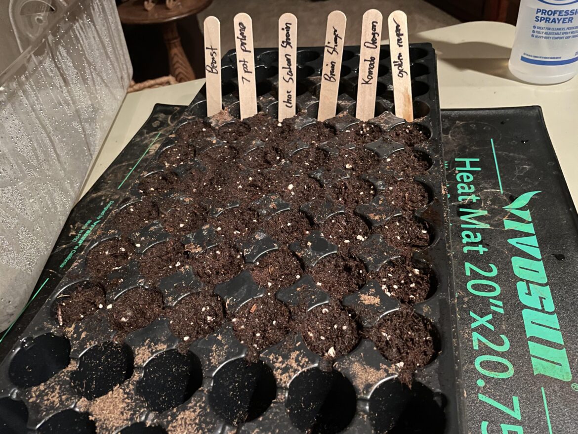 Just planted my seeds, looking forward to a spicy season!