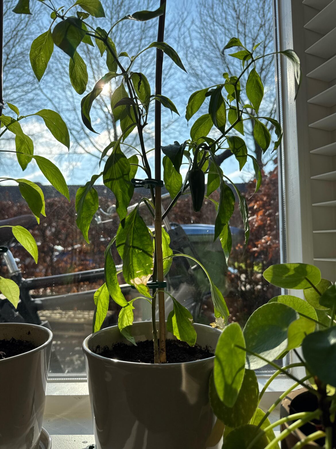 My pepper plant grew its first Jalapeño!