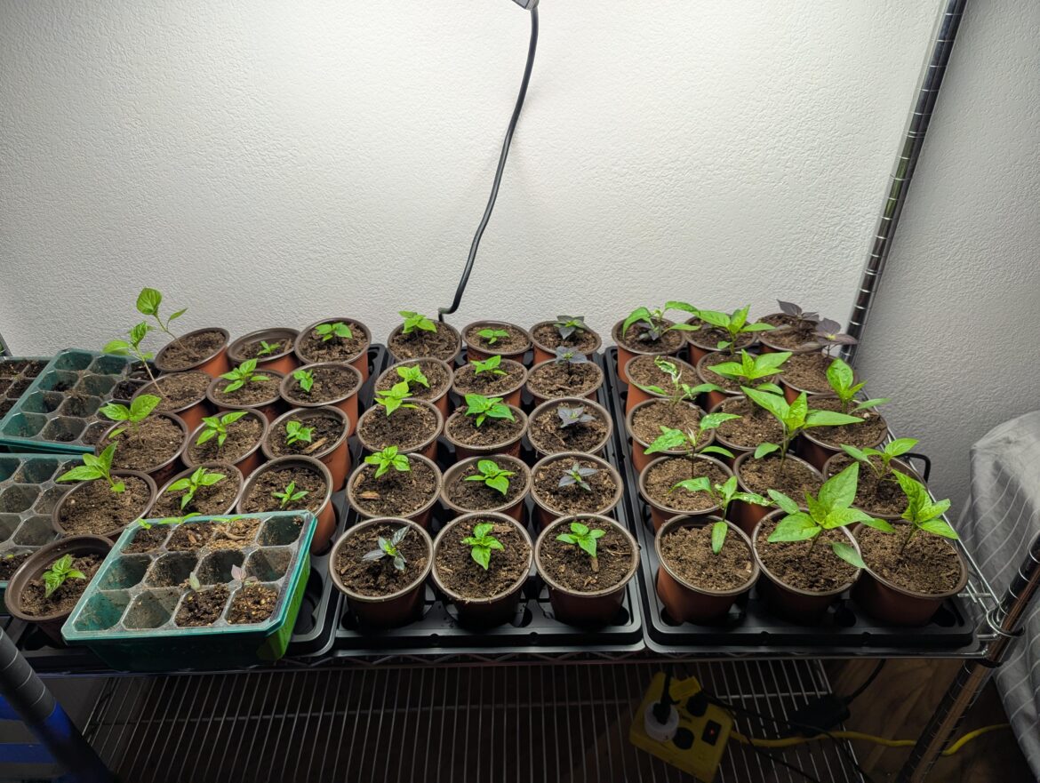 The children are thriving! The children are thriving!