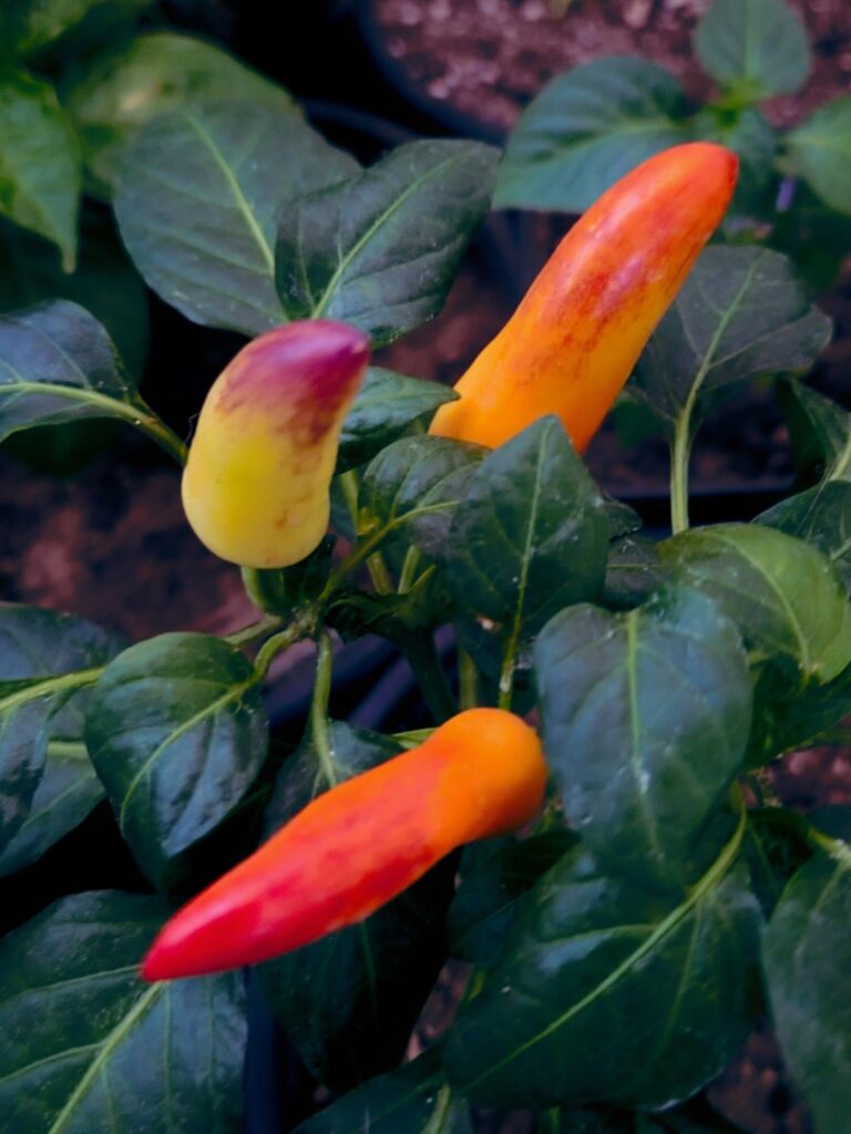 They heard me complaining