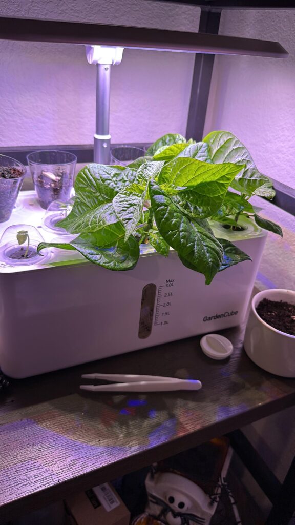 1st time Carolina reaper grow! 1st time Carolina reaper grow!