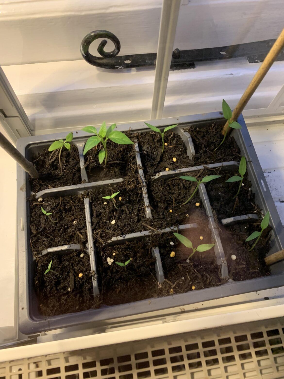 How to keep seedlings warm for cheap in winter?