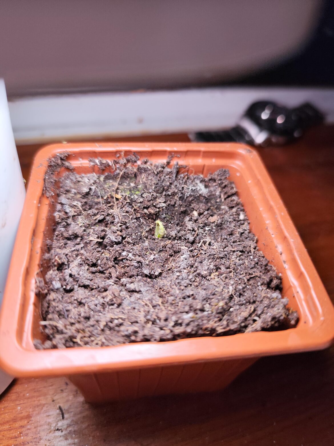 Crazy to think this little seedling will wreck my rectum in 6 months