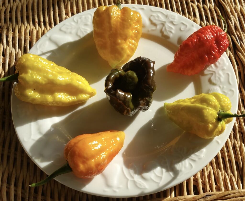 Planning this years super hot peppers