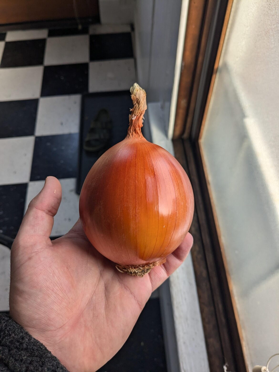 Absolute beaut of an onion I had the other day