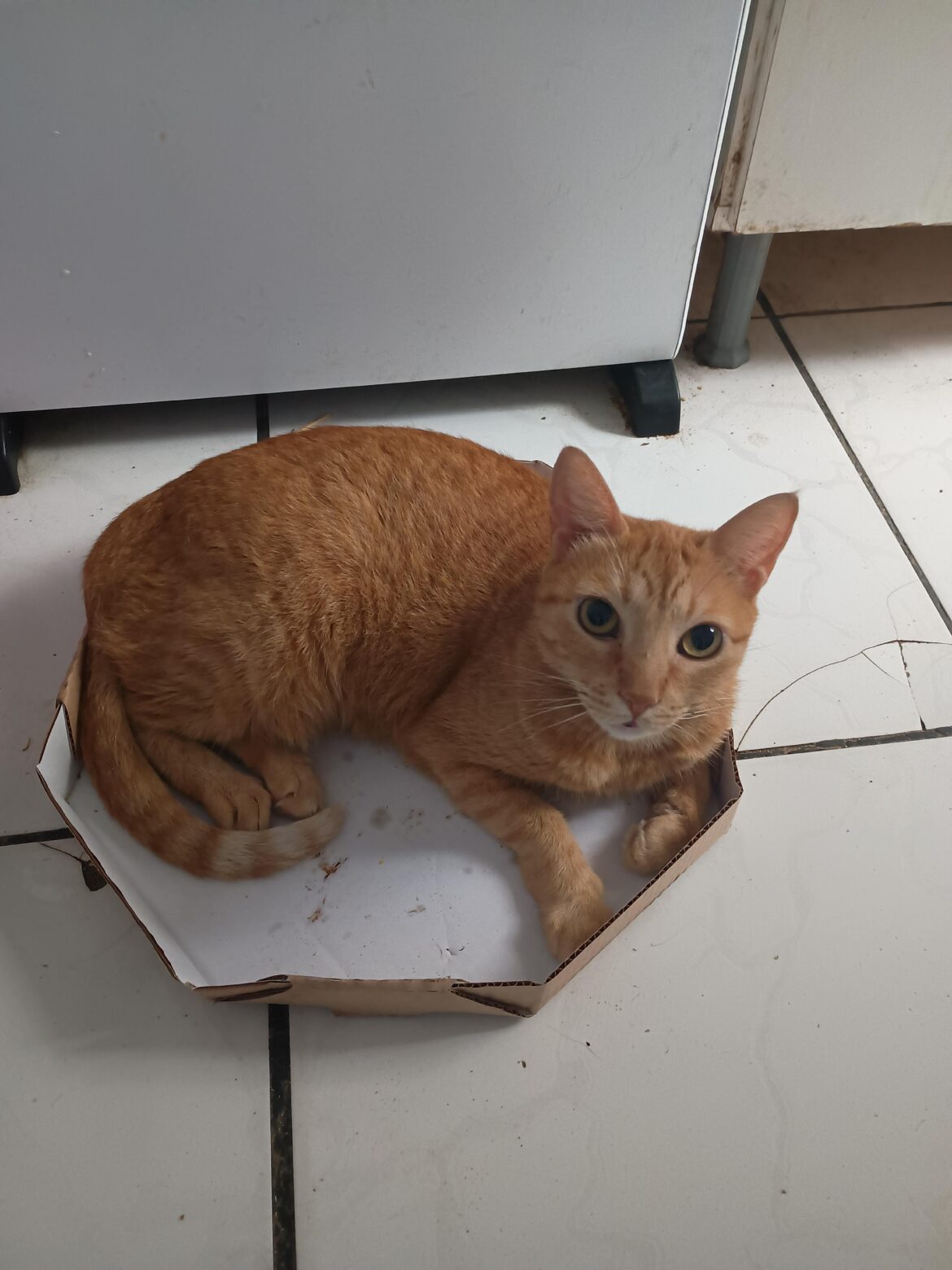 Which flavor is this?