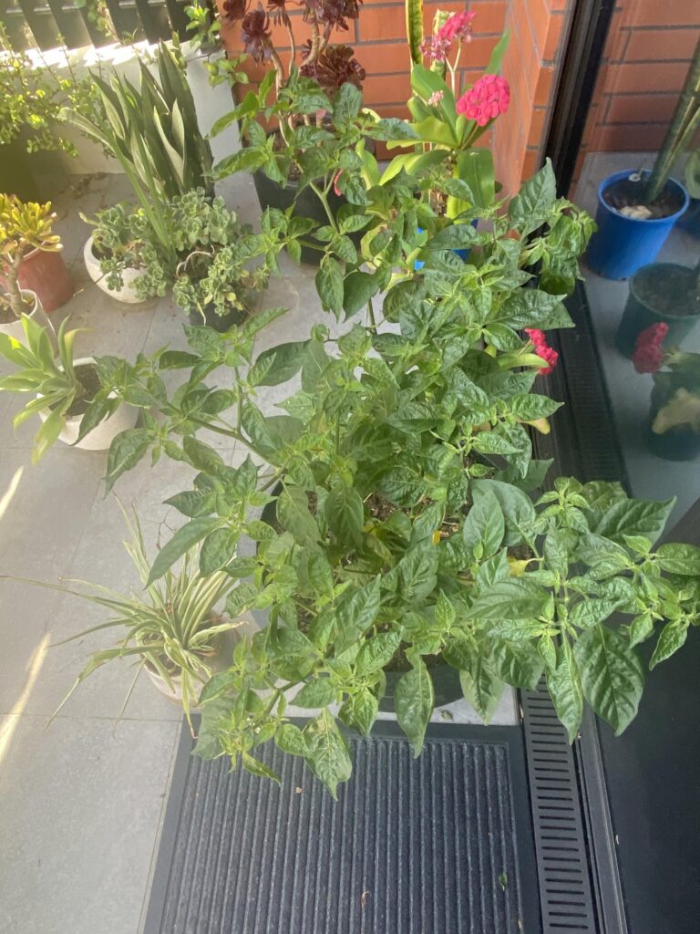 Plants not looking the best.