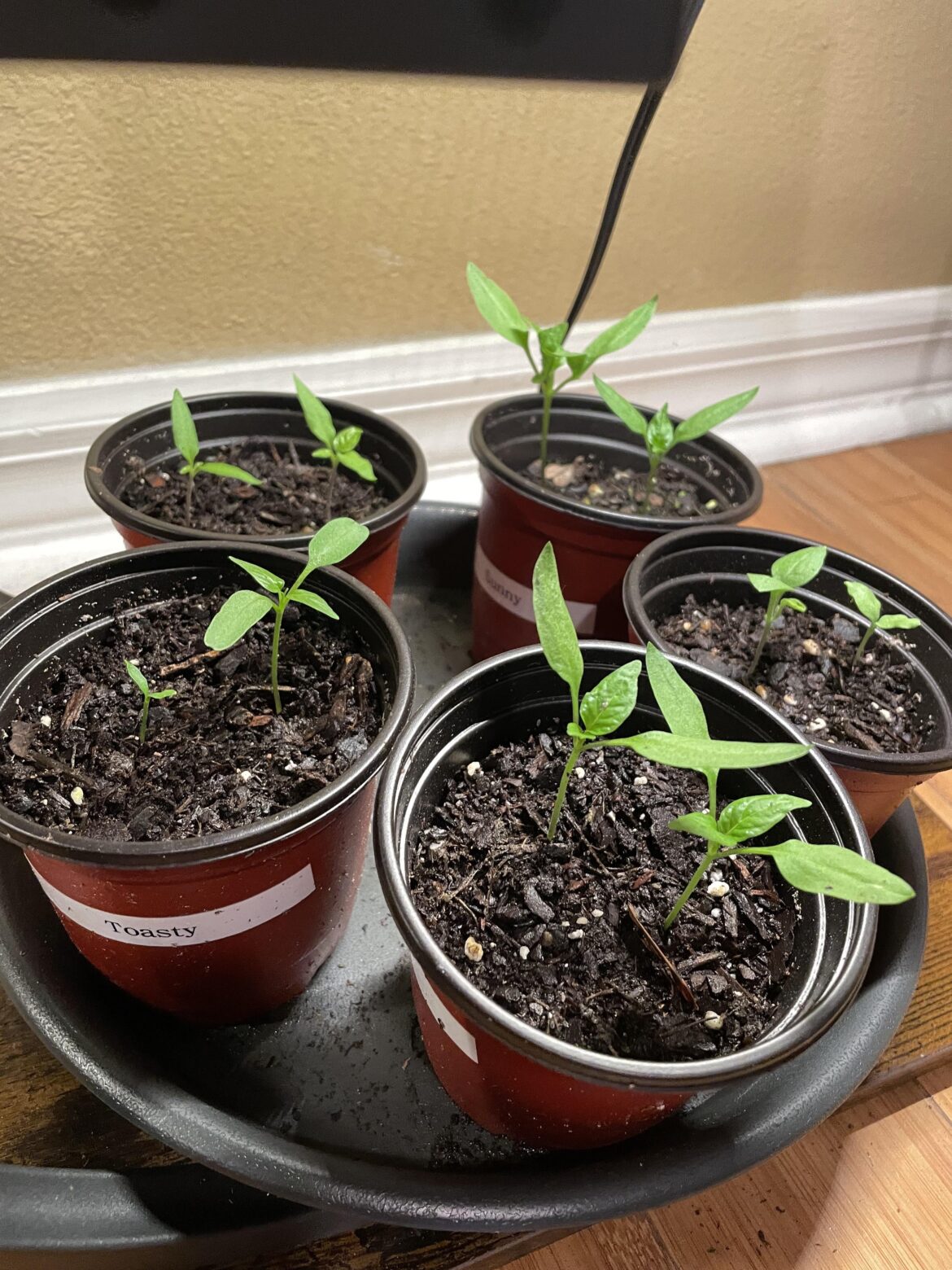 Are these too immature to pot up to their final 5gal pot? Are these too immature to pot up to their final 5gal pot?