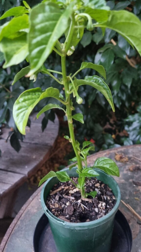 An amazing gift from a friend!