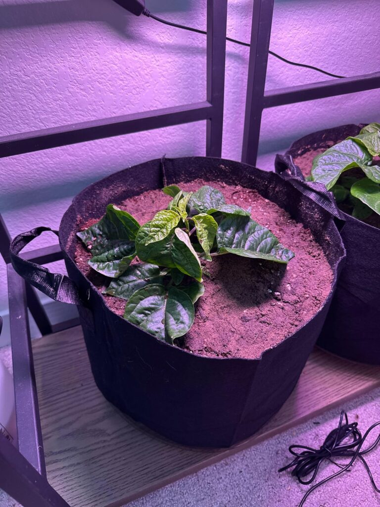 Transplant day!