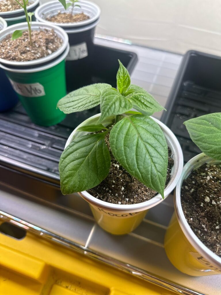 Pineapple Rocoto starts Pineapple Rocoto starts