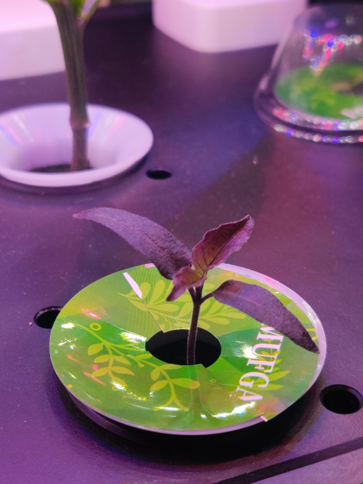 Pretty Purple Surprise