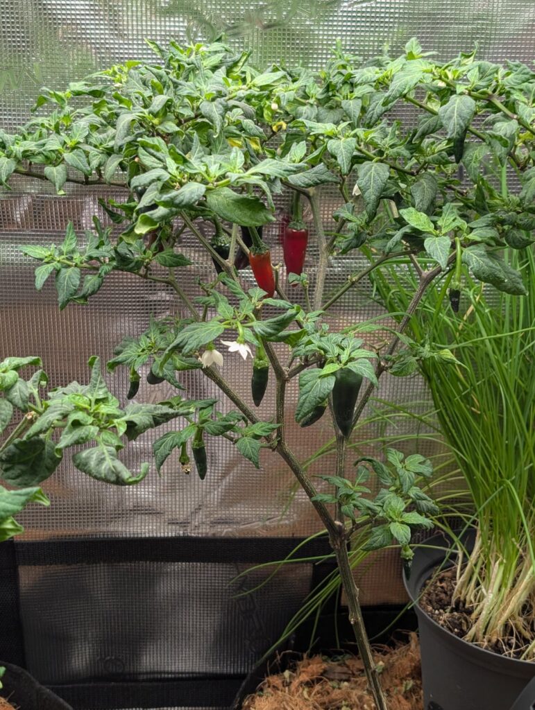 First Serrano harvest