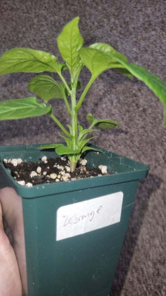 Encourage sideshoots early? Or remove Encourage sideshoots early? Or remove