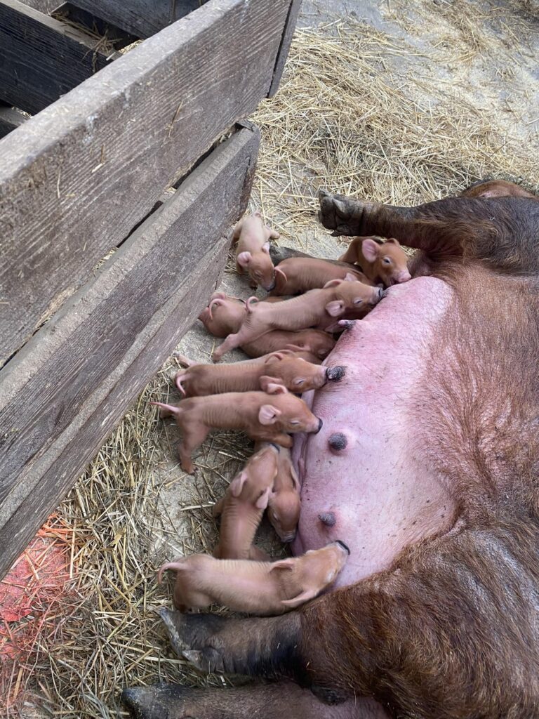We are a small family farm that sells pork it’s a heritage breed that is very tasty