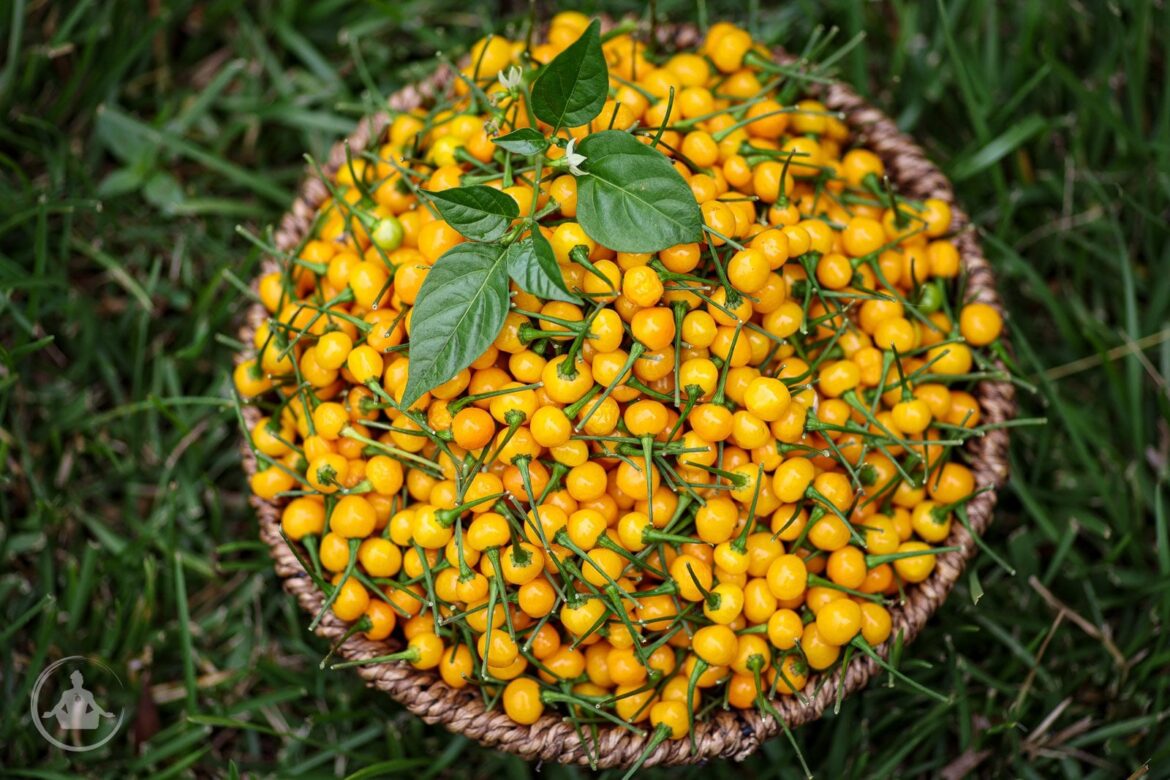 Ají Charapita: Debunked, Not Diminished