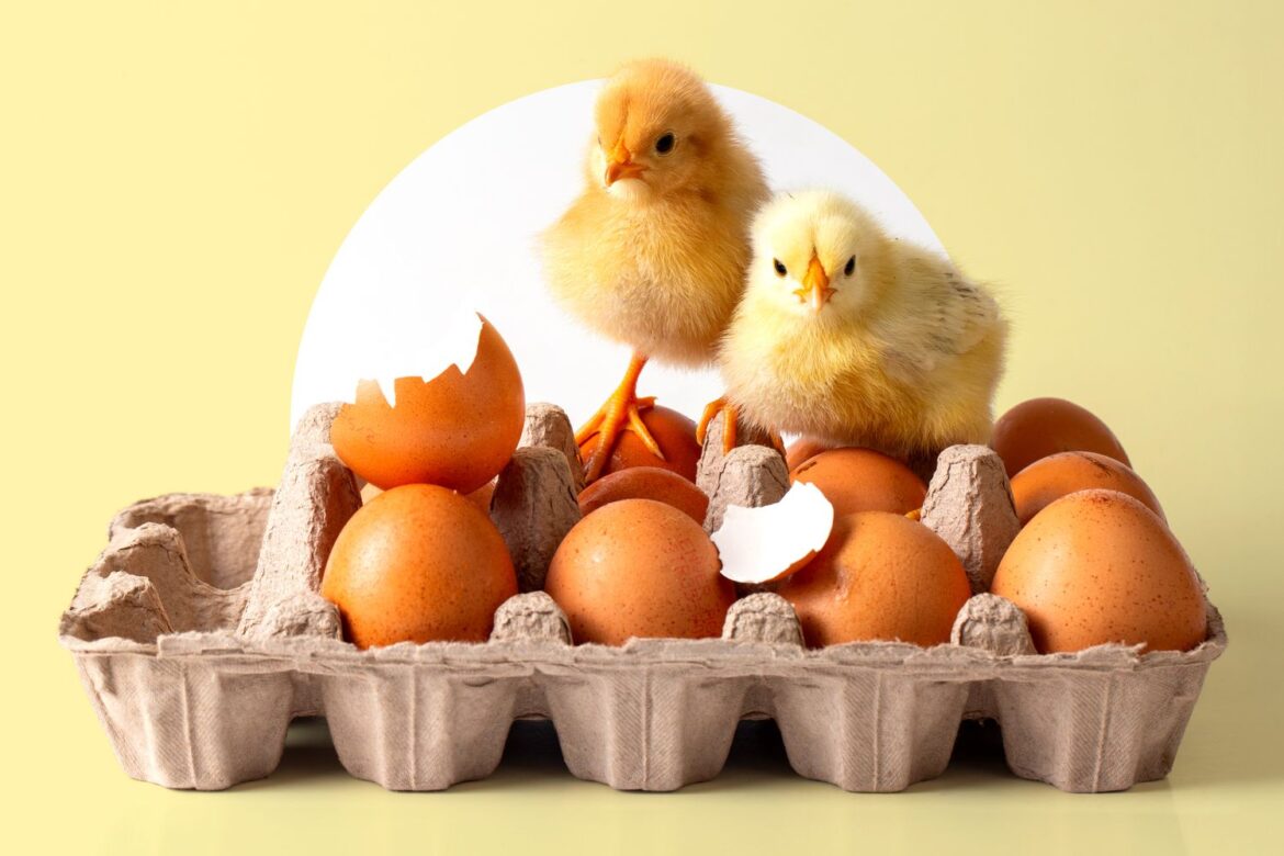Can You Hatch Grocery Store Eggs?