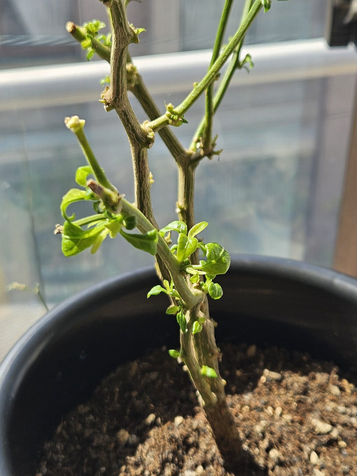 Waking up: Over-wintered habanero