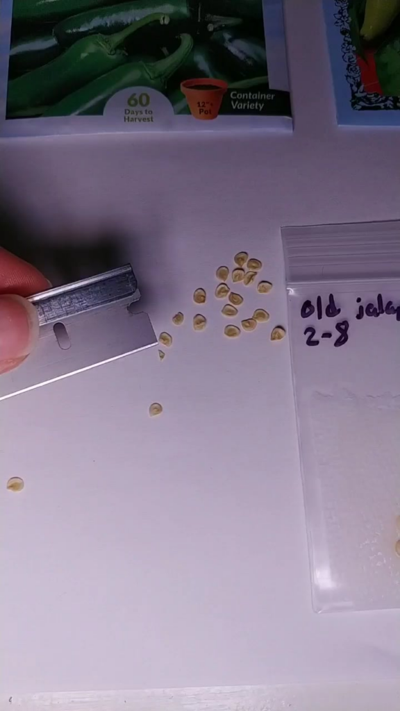 How to germinate pepper seeds fast! Less than 24 hours. It actually works How to germinate pepper seeds fast! Less than 24 hours. It actually works