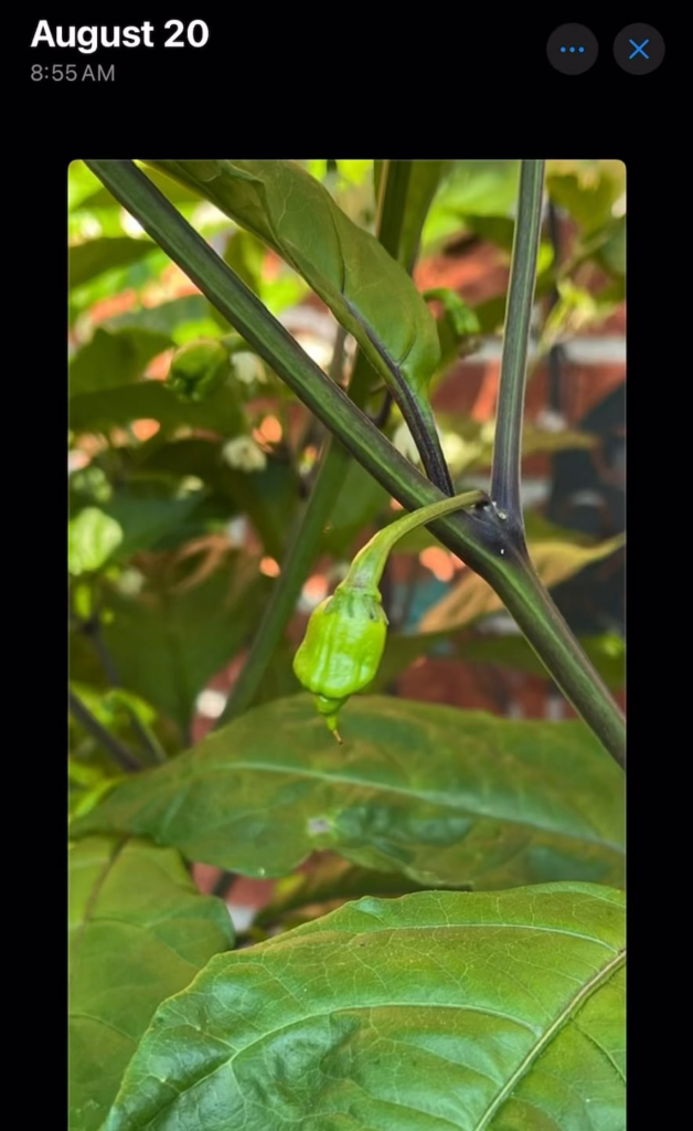 One Reaper pepper’s journey: timeline to ripen One Reaper pepper’s journey: timeline to ripen