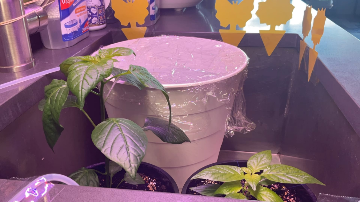 Timelapse of pepper plants while I was gone