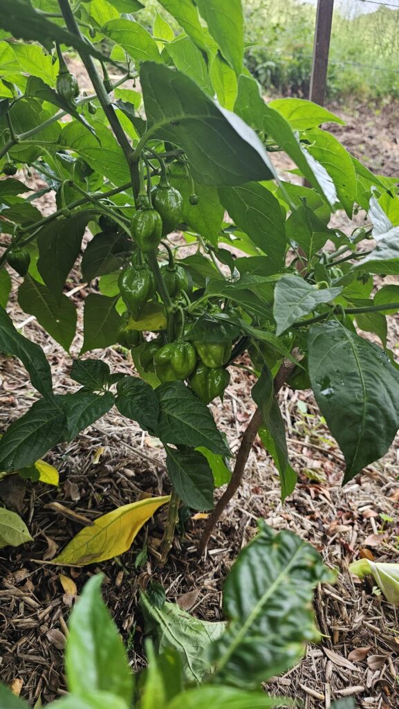 Trying to identify peppers I'm growing