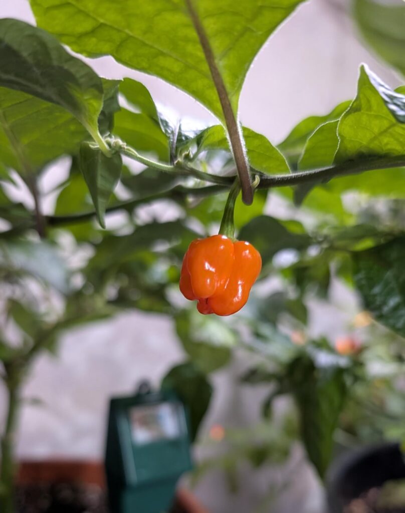 Little bitty habanero Little bitty habanero