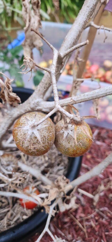 Smashed by spider mite two years in a row, what can I do to prevent it next year?