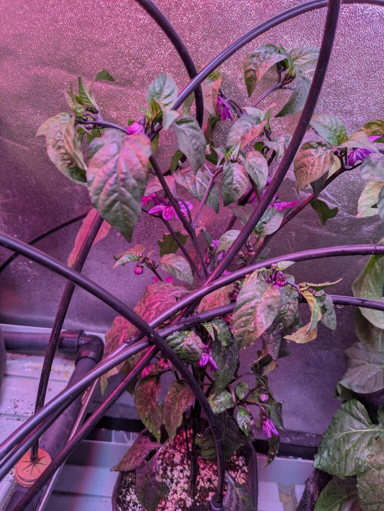 First sign of peppers sighted!