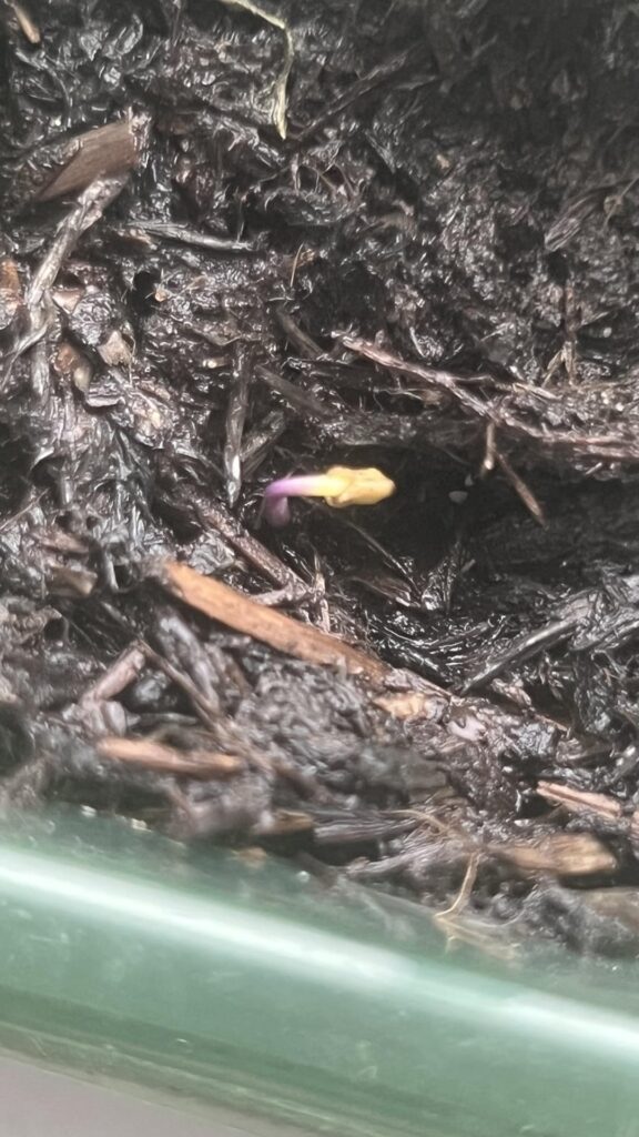 Why are my pepper seedlings purple